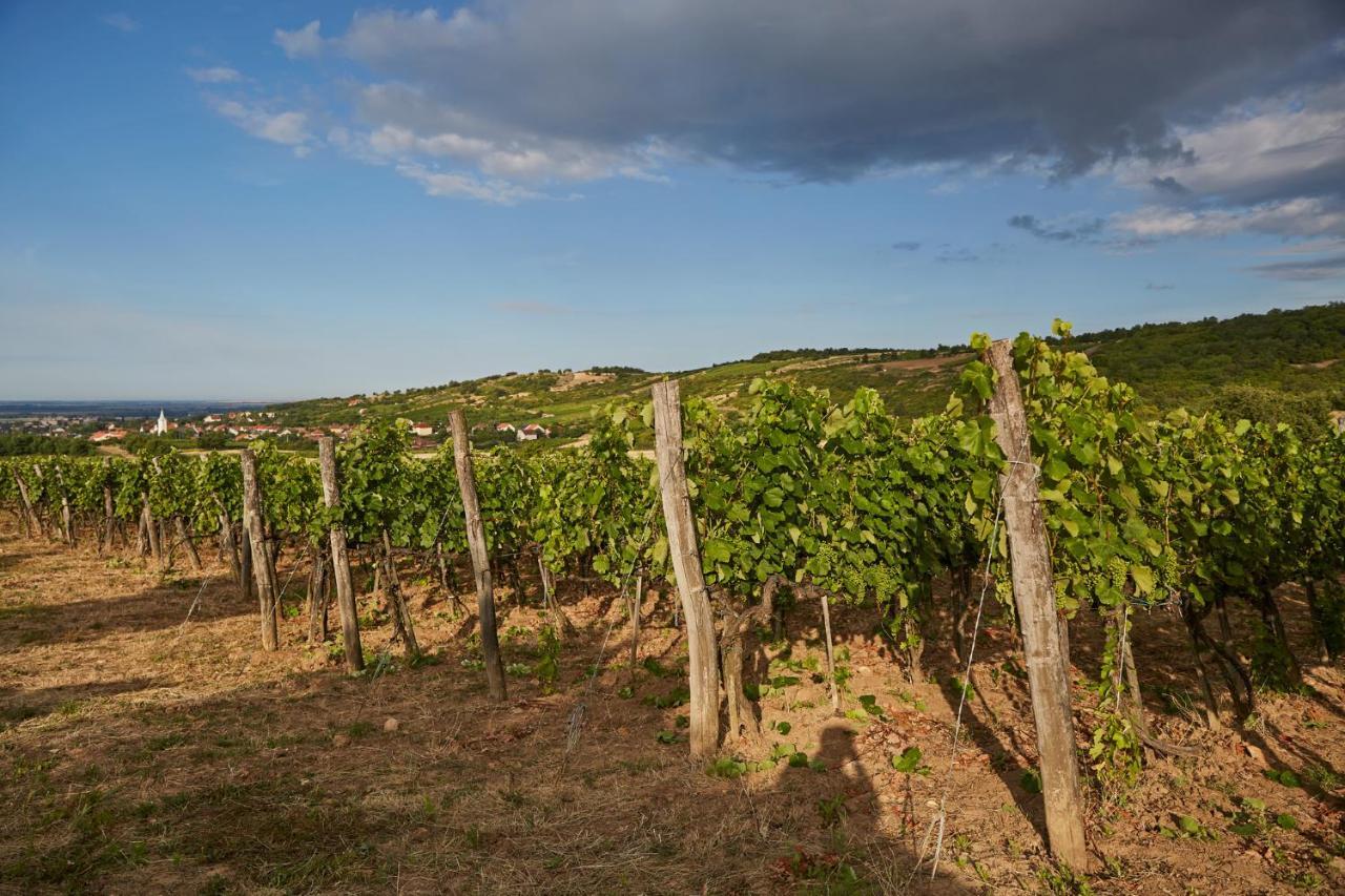 Szarka Vendégház és Pince Mád Exterior foto